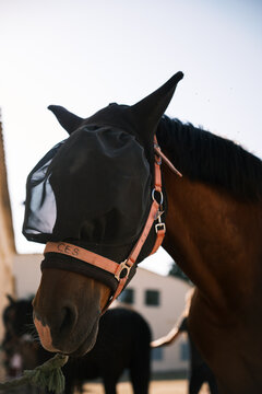 Portrait of a horse wearing a protective mask