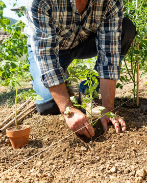 Close-up of farmer's hands planting tomato seedling in soil in organic field. Garden work in spring. Traditional agriculture.