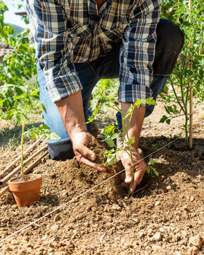 Close-up of farmer's hands planting tomato seedling in soil in organic field. Garden work in spring. Traditional agriculture.