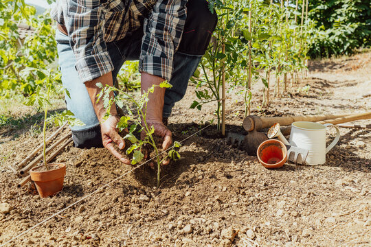 Close-up of farmer's hands planting tomato seedling in soil in organic field. Garden work in spring. Traditional agriculture.