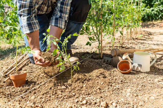 Close-up of farmer's hands planting tomato seedling in soil in organic field. Garden work in spring. Traditional agriculture.