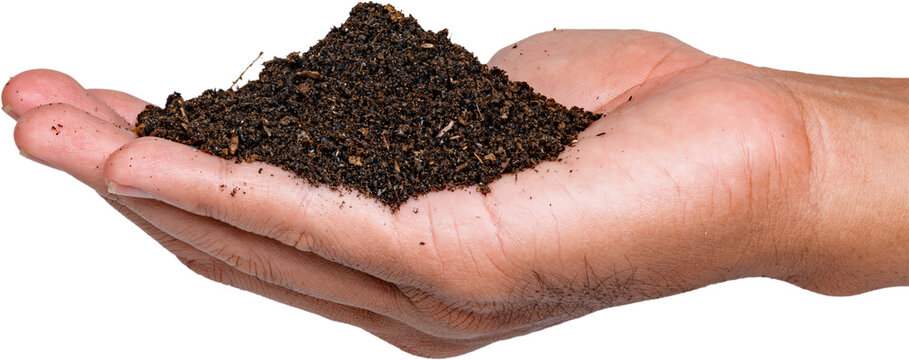 Closeup human hand holding mound of dark fertile organic compost soil for gardening isolated on transparent background