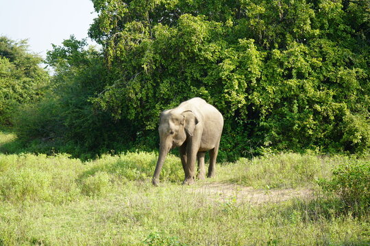 safari