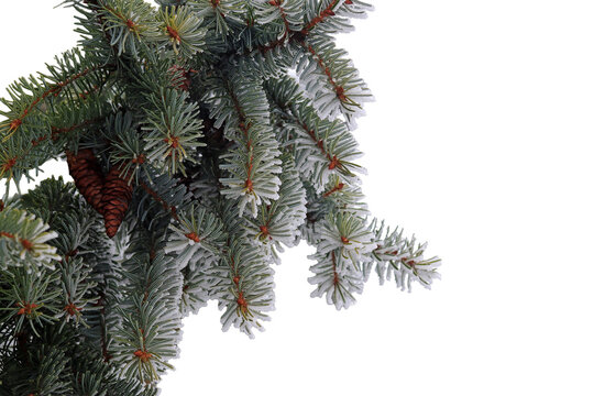Winterliche weihnachtliche Tannenzweige und Tannenzapfen mit Schnee, freigestellt in png