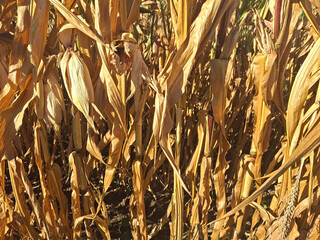 large quantity of dry leaves in a cornfield before the harvest © tiziana