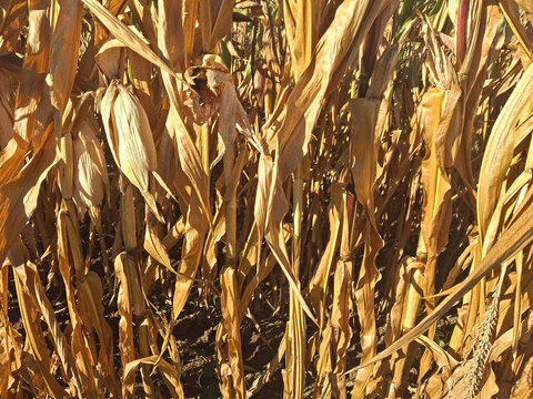 large quantity of dry leaves in a cornfield before the harvest