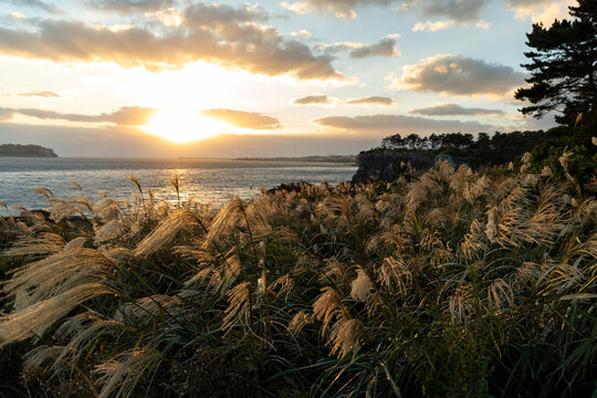 Silver Grass at Sunset