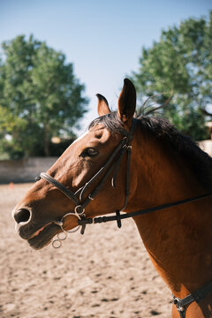 Portrait of a horse with reins