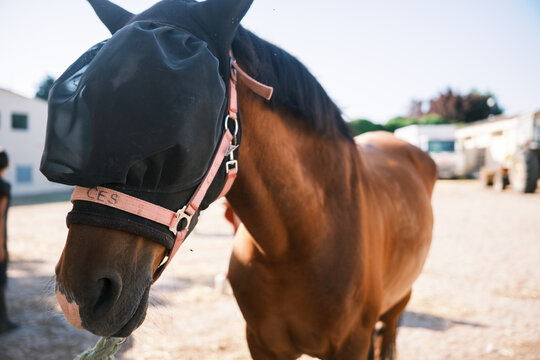 Portrait of a horse wearing a protective mask