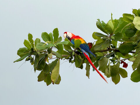 Wild macaw parrot bird Costa Rica