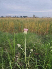 Obraz premium field of flowers