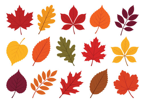 Colorful autumn leaves vector set with maple, oak, birch and rowan foliage in red, orange, yellow and burgundy tones. Flat botanical collection isolated on white for seasonal fall designs and decor