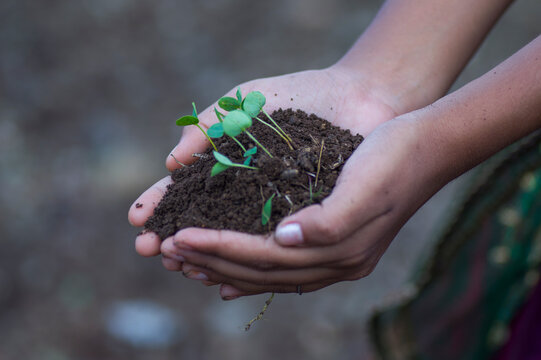 hand holding small tree for planting. concept green world.