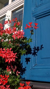 Bright, colorful red flowers hanging at the window with blue contrast window shutters on a sunny day
