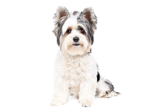 Cute Biewer Yorkshire Terrier dog sitting isolated on a white background
