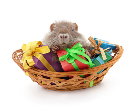 Cute nutria with colorful gift boxes in a basket isolated on a white background.