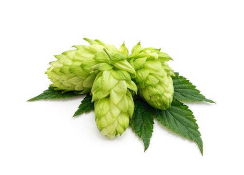 Fresh green hop cones with leaves isolated on a white background.