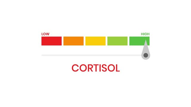 Cortisol level meter gauge 4K animation with progress indicator and performance infographic