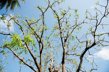 Fototapeta premium Beautiful tree on sky background