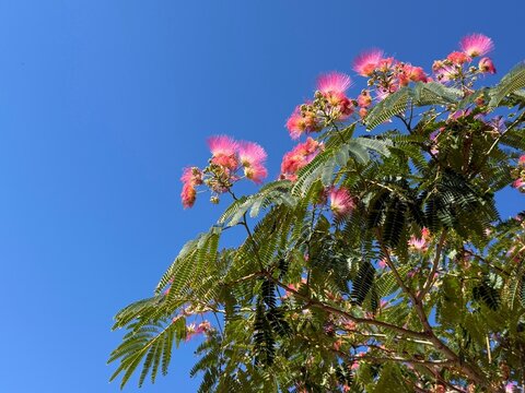 Pink inflorescences of the Silk Tree Albizia julibrissin 