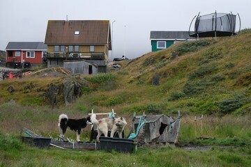 Greenland dogs in the "Dog City" of Sisimiut, Greenland, Denmark. © Iwona