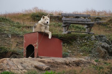 Greenland dogs in the "Dog City" of Sisimiut, Greenland, Denmark. © Iwona