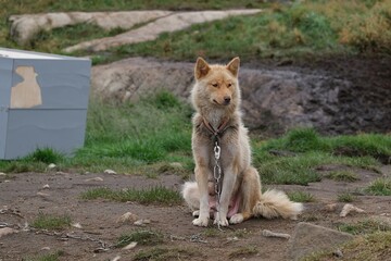 Greenland dogs in the "Dog City" of Sisimiut, Greenland, Denmark. © Iwona