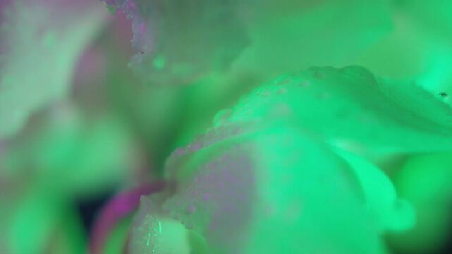 Flower,Red,Blue,Yellow,Purple,lily,Petal,
Light and Dark,Lighting,Skeleton,Flickering,
FI,FO,Soft Focus,C-UP,HS