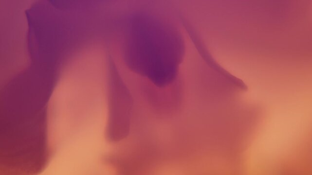 Flower,Red,Blue,Yellow,Purple,Green,Rose,
Petal,Light and Dark,Lighting,Skeleton,
Flickering,FI,FO,Soft Focus,C-UP,HS