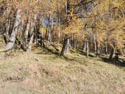 old wooden fence