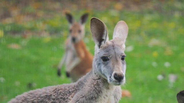 kangaroo looks at the camera and then runs away against a blurred background.
