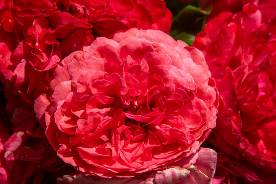 Pink red rose bud flowers bush in garden. Petal plant nature David Austin variety