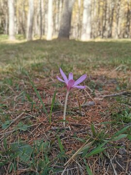 purple crocus flower