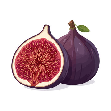 Fresh ripe purple fig whole and half slice vector illustration isolated on white background