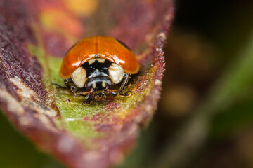 Vibrant orange Adalia bipunctata on leaf edge, two-spotted ladybug in dramatic close-up © AlMacro
