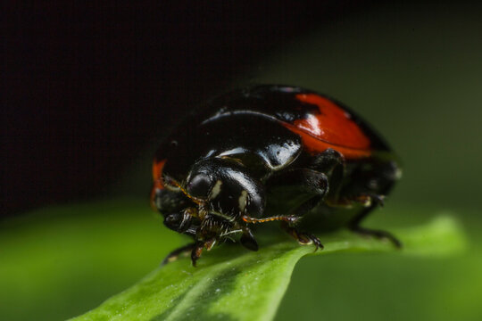 Glossy black and red Adalia bipunctata on leaf, two-spotted ladybug in dramatic macro detail