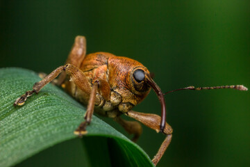 Striking macro of a weevil beetle, Curculio nut weevil on vibrant green leaf © AlMacro