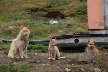 Greenland dogs in the "Dog City" of Sisimiut, Greenland, Denmark. © Iwona