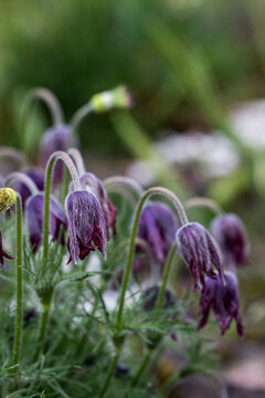 Delicate purple pasque flower with drooping petals, Pulsatilla pratensis in moody macro shot