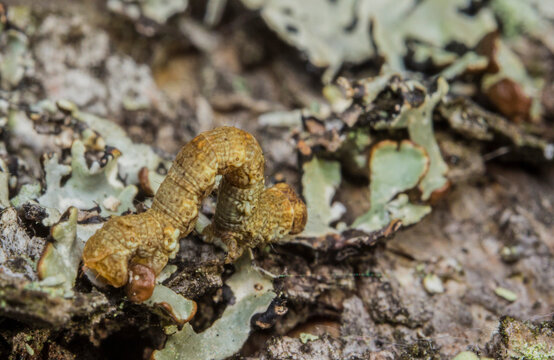 Camouflaged looper caterpillar on Parmelia lichen, Biston betularia larva in detailed macro shot
