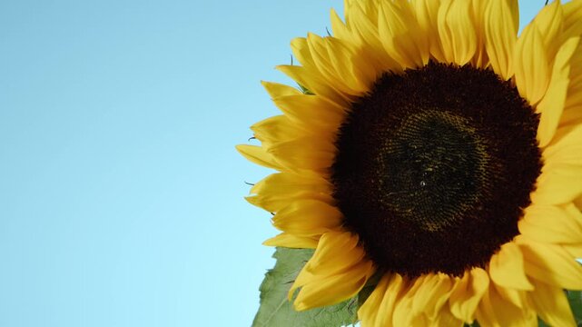 Bright yellow sunflowers blooming in outdoor field under clear summer sky with copy space. Natural raw ingredient background for organic sunflower oil and healthy seed production concepts.