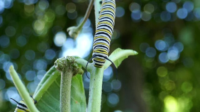 Monarch butterfly caterpillar on plant stem with abstract lights blurred and twinkling in background