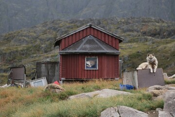 Greenland dogs in the "Dog City" of Sisimiut, Greenland, Denmark. © Iwona