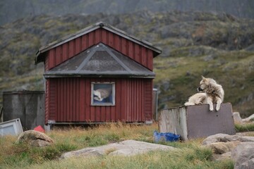Greenland dogs in the "Dog City" of Sisimiut, Greenland, Denmark. © Iwona