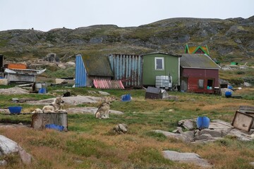 Greenland dogs in the "Dog City" of Sisimiut, Greenland, Denmark. © Iwona