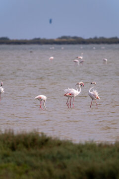 Discussion en flamants roses pr&egrave;s de Palavas les flots