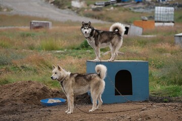 Greenland dogs in the "Dog City" of Sisimiut, Greenland, Denmark. © Iwona