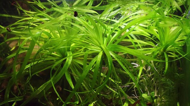 Stratiotes aloides aquatic vegetation dominate planted Dutch style aquascape, plant propagation by runners, Melanotaenia praecox fluorescent rainbowfish, low pH and tannin stained water