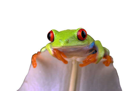 A red eyed tree frog perched on a leaf