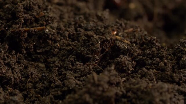 Earthworm digging into compost close up macro zoom in